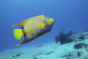 Diademed Angelfish, Holacanthus ciliaris