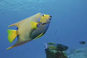 Diademed Angelfish, Holacanthus ciliaris