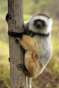 Diademed sifaka (Propithecus diadema) Diademed sifaka diadema Adult on tree on tree Perinet Madagascar Madagascar