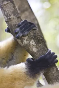 Diademed Sifaka's Hands and Feet