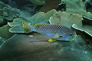 Diagonal-banded Sweetlips (Plectorhinchus lineatus)