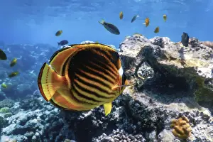 Diagonal butterflyfish (Chaetodon fasciatus) Coral fish