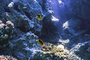 Diagonal butterflyfish (Chaetodon fasciatus) Coral fish