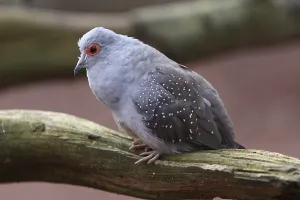 Diamond pigeon
