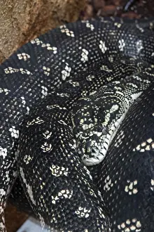 Diamond python (Morelia spilota spilota)