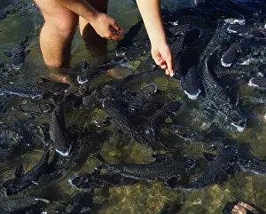 Diamond-spangled mullets are fed (Liza vaigiensis)