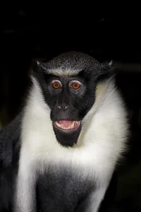 DIANA MONKEY (cercopithecus diana), ADULT CRYING