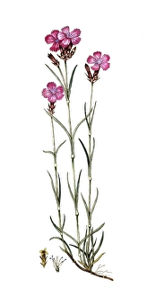 Dianthus carthusianorum, Carthusian carnation