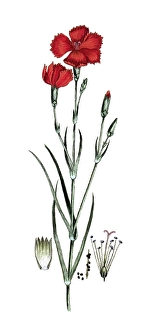 Dianthus caryophillus, country carnation