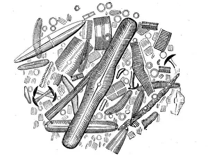 Diatoms or diatoms, Bacillariophyta