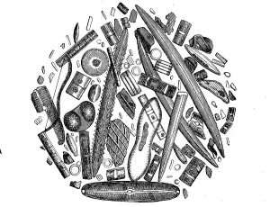 Diatoms or diatoms, Bacillariophyta