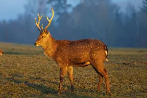 Two Dibowsky stags standing on a meadow at sunrise