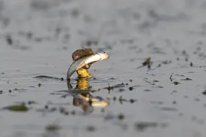 Dice snake (Natrix tessellata) Snake with fish in its mouth