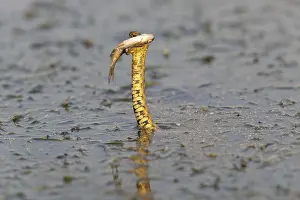 Dice snake (Natrix tessellata) Snake with fish in its mouth