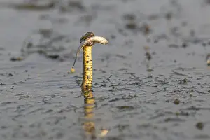 Dice snake (Natrix tessellata) Snake with fish in its mouth