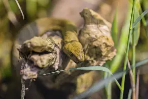 A dice snake (Natrix tessellata tessellata) in its habitat