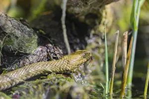 A dice snake (Natrix tessellata tessellata) in its habitat