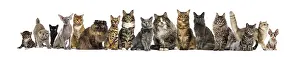 Many different breeds of cats sitting and posing together on a transparent background