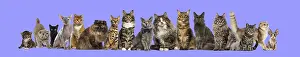 Many different breeds of cats sitting in a row on a purple background