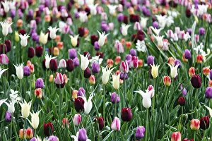 Different coloured tulips (Tulipa)