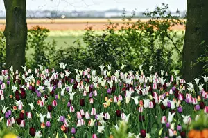 Different coloured tulips (Tulipa)