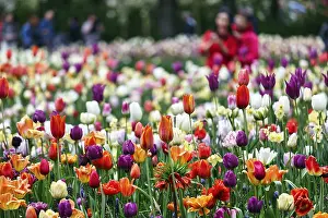 Different coloured tulips (Tulipa)