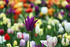 Different coloured tulips (Tulipa)