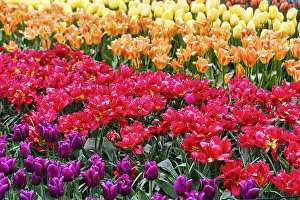 Different coloured tulips (Tulipa)