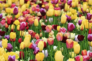 Different coloured tulips (Tulipa)