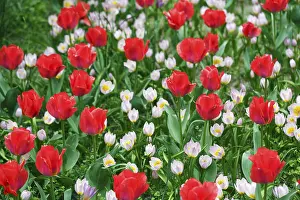 Different coloured tulips (Tulipa)