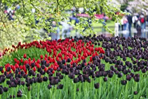 Different coloured tulips (Tulipa)