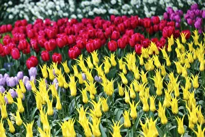 Category Historic EN Prints: Different coloured tulips (Tulipa)