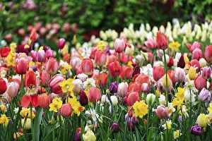 Category Historic EN Prints: Different coloured tulips (Tulipa)