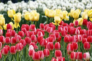 Category Historic EN Prints: Different coloured tulips (Tulipa)