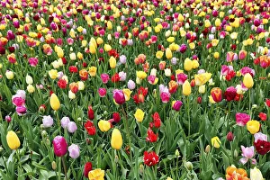 Category Historic EN Prints: Different coloured tulips (Tulipa)