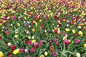 Category Historic EN Prints: Different coloured tulips (Tulipa)