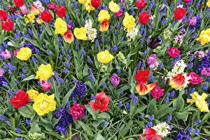 Category Historic EN Prints: Different coloured tulips (Tulipa)