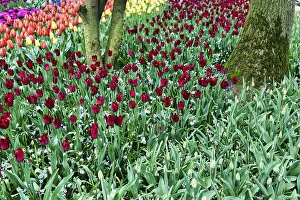 Category Historic EN Prints: Different coloured tulips (Tulipa)