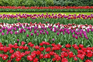 Category Historic EN Prints: Different coloured tulips (Tulipa)