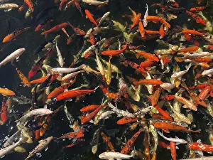 Many different decorative fishes feed in pond