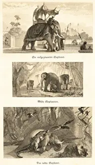 Framed Print : Three different elephants, decorated elephant with covered seat in park