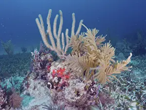 Category Coral Reefs DE Prints: Different species of corals
