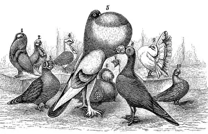 Different types of breeding pigeon: 1