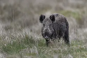 It is difficult for me to distinguish this wild boar boar (Sus scrofa) from a wild boar from the photo