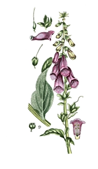 Digitalis purpurea, Common foxglove
