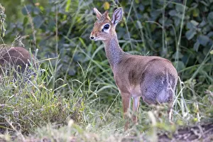 Dikdik (Madoqua) also known as Dik-Dik