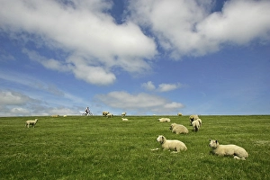 Dike with dike sheep and biker near Morsum