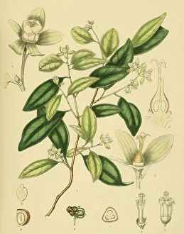 Dimorphocalyx glabellus, native to Southeast Asia