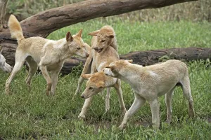 Dingo (Canis familiaris dingo)