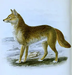 Dingo (Canis lupus dingo), Historical